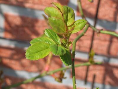 spring roses 2